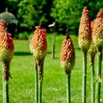 Torch lilies